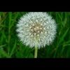 dandelion42